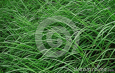 Weed in the wind Stock Photo