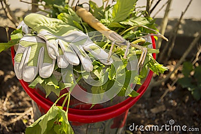 Weeding Stock Photo