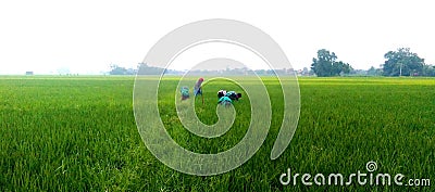 Weeding of green grown rice crops Stock Photo