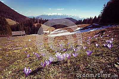 Mountain Landscape with beautiful crocus field Stock Photo