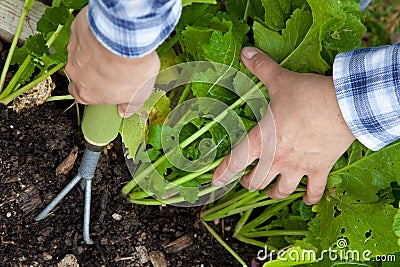 Weeding vegetable crops by hand with rake Stock Photo