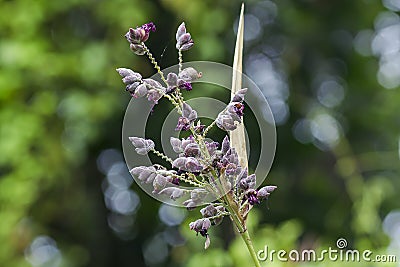 Weeds in nature, flowering purple. Stock Photo