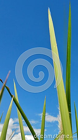 Weeds and clear blue sky Stock Photo