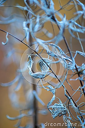 Weeds creating abstract shapes after dying and going to seed Stock Photo