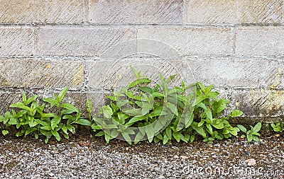 Weeds in path Stock Photo