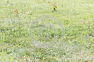 Weeds pests parasites in lawn grass Stock Photo