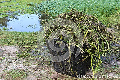 Weeds and water hyacinth scraps collected from river canals to prevent sewage. Stock Photo