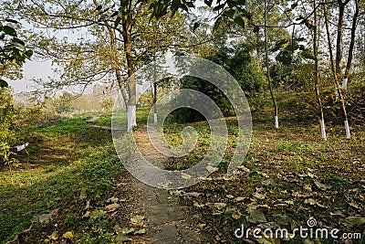 Weedy hillside stone path in sunny winter morning Stock Photo