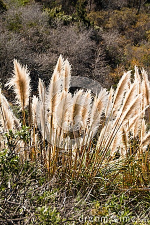 Weedy pampas grass at the Big Sur coast, Los Padres National Fo Stock Photo