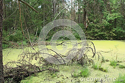 Pond with duckweed in the forest with fallen branches Stock Photo