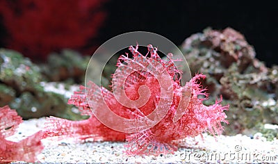 Weedy Scorpionfish Rhinopias frondosa, animal life in the underwater Stock Photo