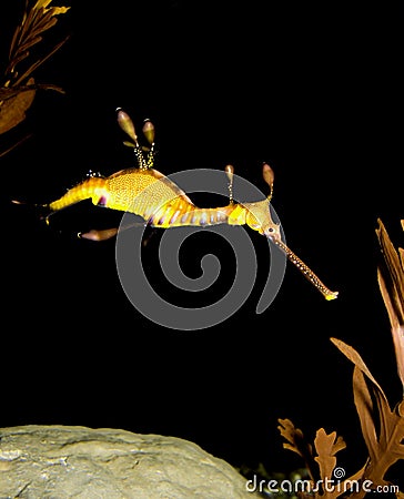 Weedy Sea Dragon Stock Photo