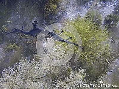 Weedy sea dragon Stock Photo