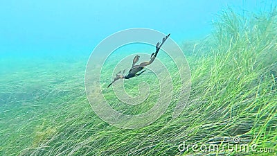 Weedy Sea Dragon gliding at Flinders Pier Stock Photo