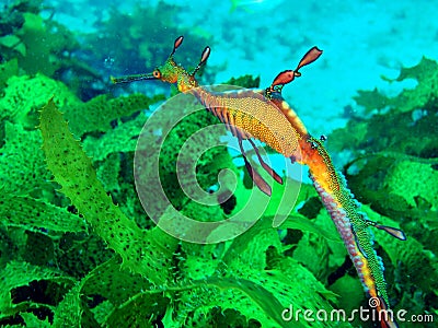 Weedy Seadragon Stock Photo