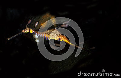 Weedy Seadragon, phyllopteryx taeniolatus, Adult Stock Photo