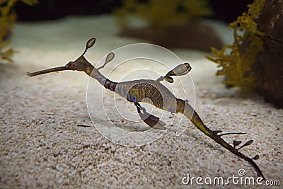 Weedy seadragon Phyllopteryx taeniolatus Stock Photo