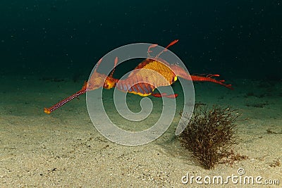 Weedy Seadragon Stock Photo