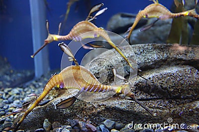 Weedy seadragon Stock Photo