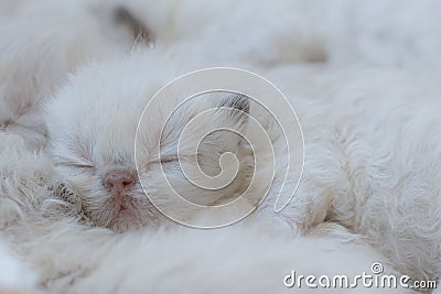 One week healthy purebred color point himalayan persian kitten sleeping peacefully with her littermates Stock Photo