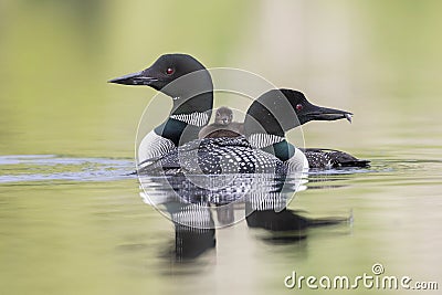 A week-old Common Loon chick rides on its mother`s back as its f Stock Photo