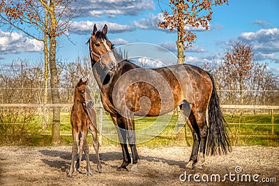 A week old dark brown foal stands outside in the sun with her mother. mare with red halter. Warmblood, KWPN dressage horse. animal Stock Photo