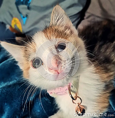 5 week old kitten with eye deformity due to feline herpesvirus, wearing pink collar from Pets at Home Stock Photo