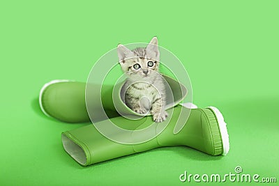 Tiny little gray kitten laying inside of green rain boots, Stock Photo