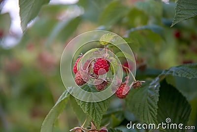 Colorful and juicy berries on a bush Stock Photo