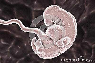 5-weeks human embryo scientifically accurate illustration Cartoon Illustration