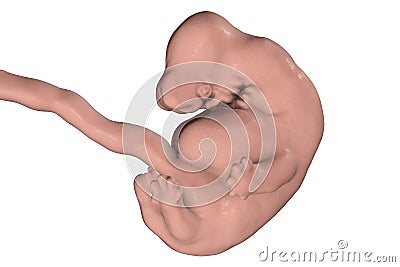 6-weeks human embryo Cartoon Illustration