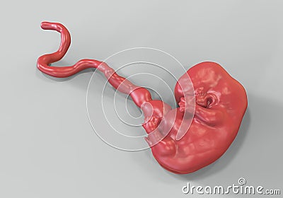 7-weeks human embryo Cartoon Illustration