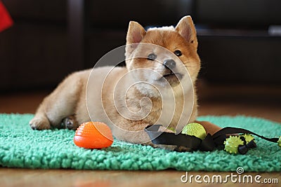 8 weeks old red shiba inu puppy so cute Stock Photo