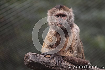 Weeper capuchin Stock Photo