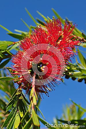 Weeping bottlebrush tree callistemon viminalis. Stock Photo