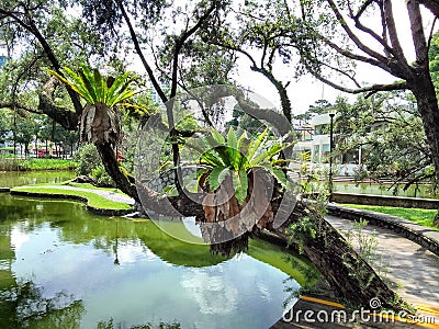 Weeping bottlebrush trees in Toa Payoh town park Stock Photo