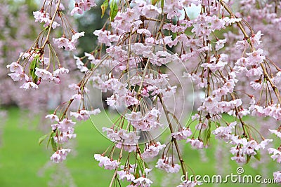 Weeping cherry Stock Photo