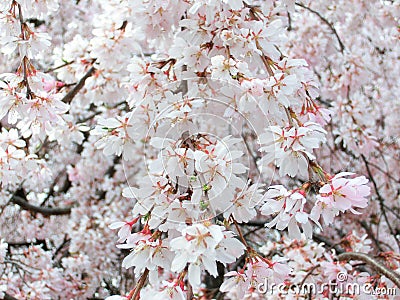 Weeping cherry blossoms Stock Photo