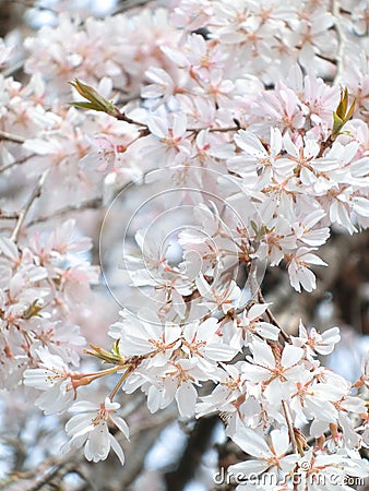 Weeping cherry blossoms Stock Photo