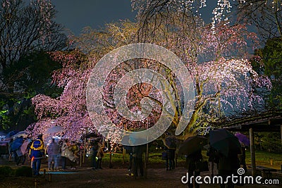 Weeping cherry tree in full bloom of Rikugien Editorial Stock Photo