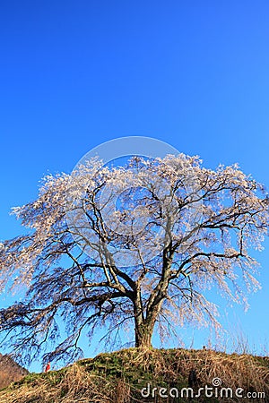 Weeping cherry tree Stock Photo