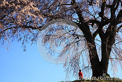 Weeping cherry tree Stock Photo