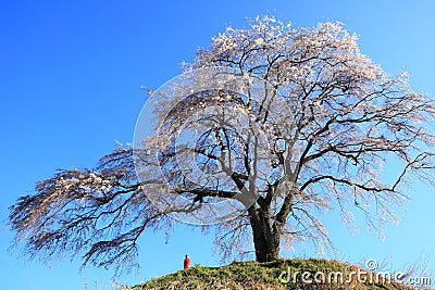 Weeping cherry tree Stock Photo