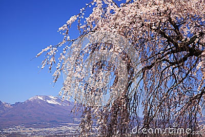 Weeping cherry tree and mountain Stock Photo