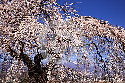 Weeping cherry tree and mountain Stock Photo