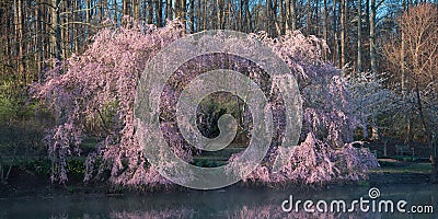 Weeping cherry tree on pond Stock Photo