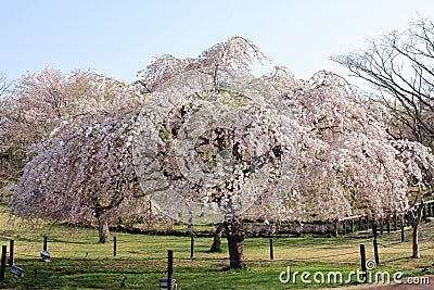 Weeping cherry tree in Sakura no sato Stock Photo