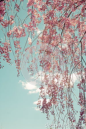 Weeping Cherry Tree Stock Photo