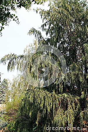 A Weeping Cypress Tree, Chamaecyparis nootkatensis, in Colorado Stock Photo