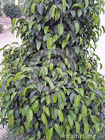 WEEPING FIG Stock Photo